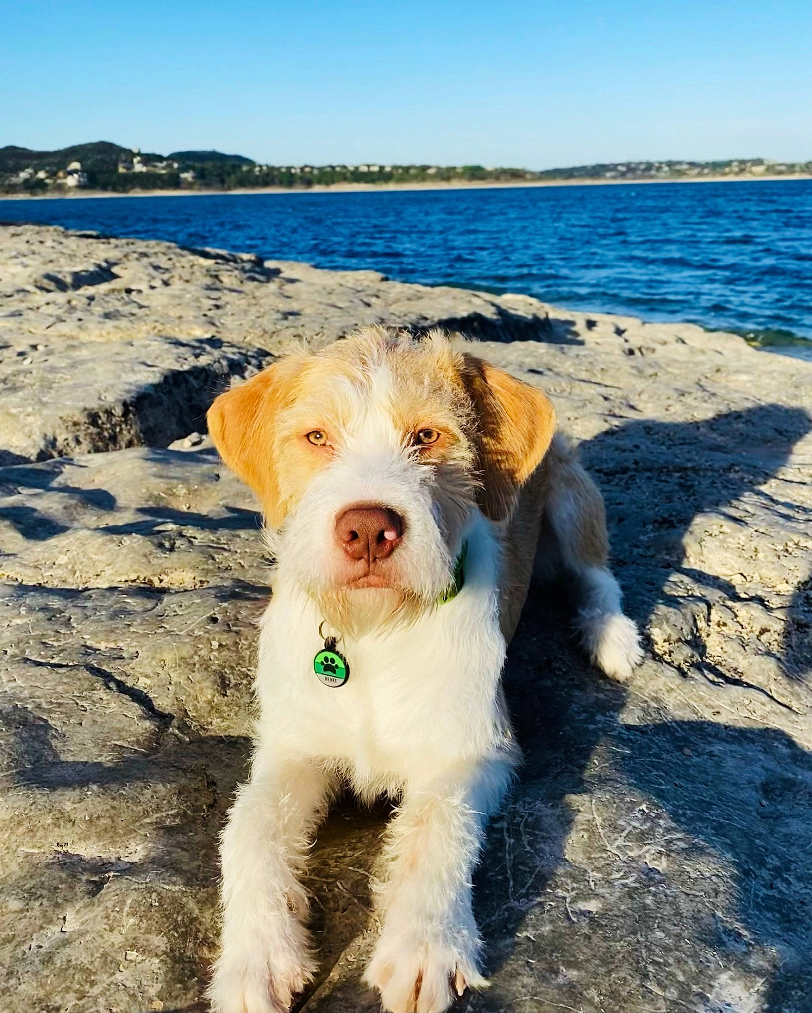 Henry is registered to the contest to win money with this photo: beach, blue, carnivore, coastal_and_oceanic_landforms, collar, companion_dog, dog, dog_breed, dog_collar, eyewear, fawn, happy, horizon, lake, sky, snout, sporting_group, water, wind_wave, wire_hair_fox_terrier