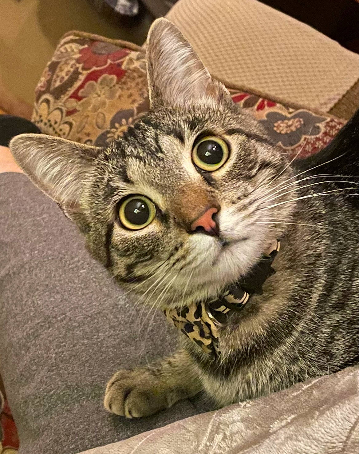 Belle joined the competition — help win amazing prizes! art, carnivore, cat, claw, domestic_short_haired_cat, felidae, fur, paw, photo_caption, small_to_medium_sized_cats, snout, tail, terrestrial_animal, wheel, whiskers, wildlife