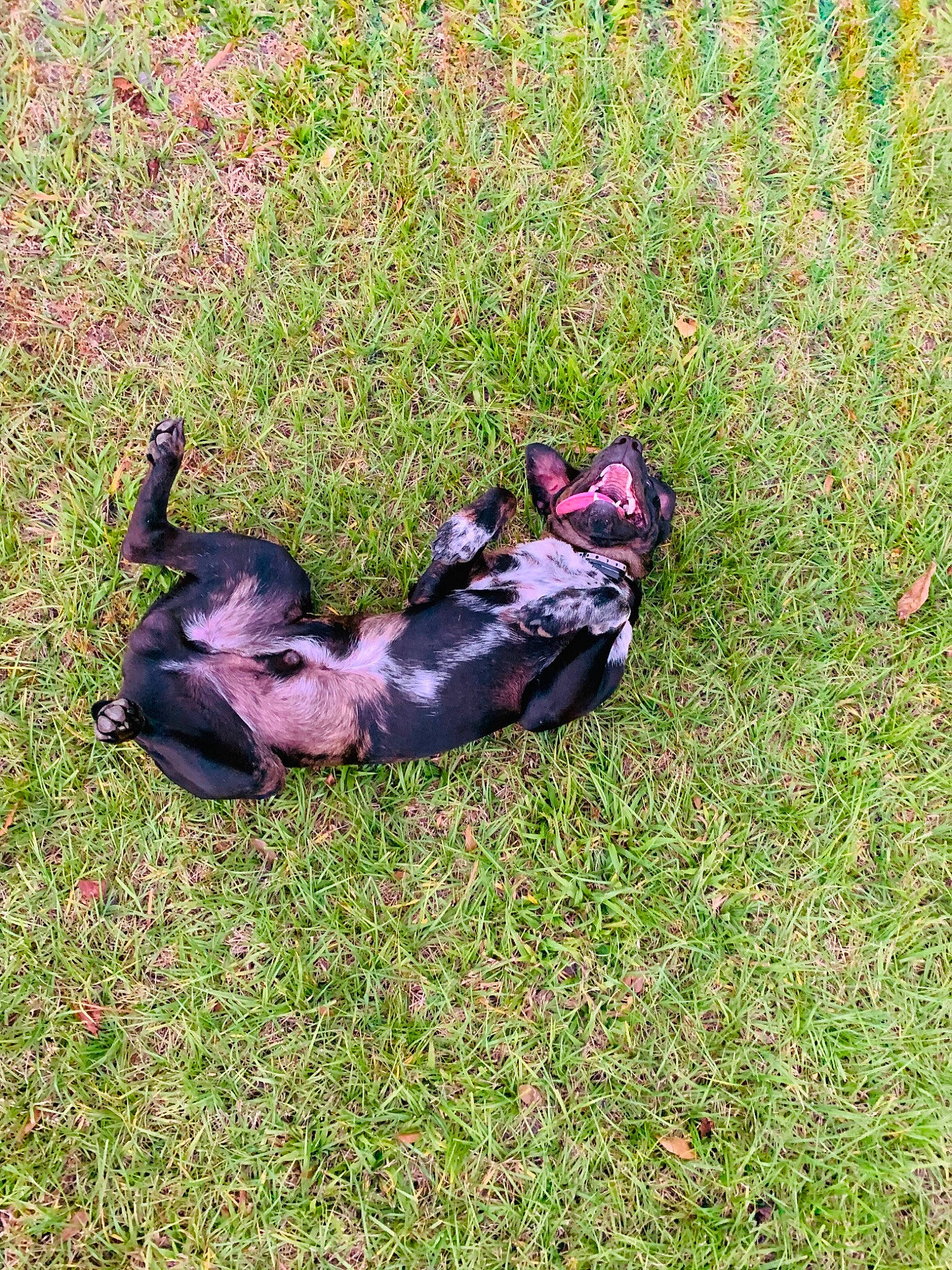 Boone joined the competition — help win amazing prizes! canidae, carnivore, dog, dog_breed, grass, guard_dog, miniature_pinscher, non_sporting_group, puppy, sporting_group, working_dog
