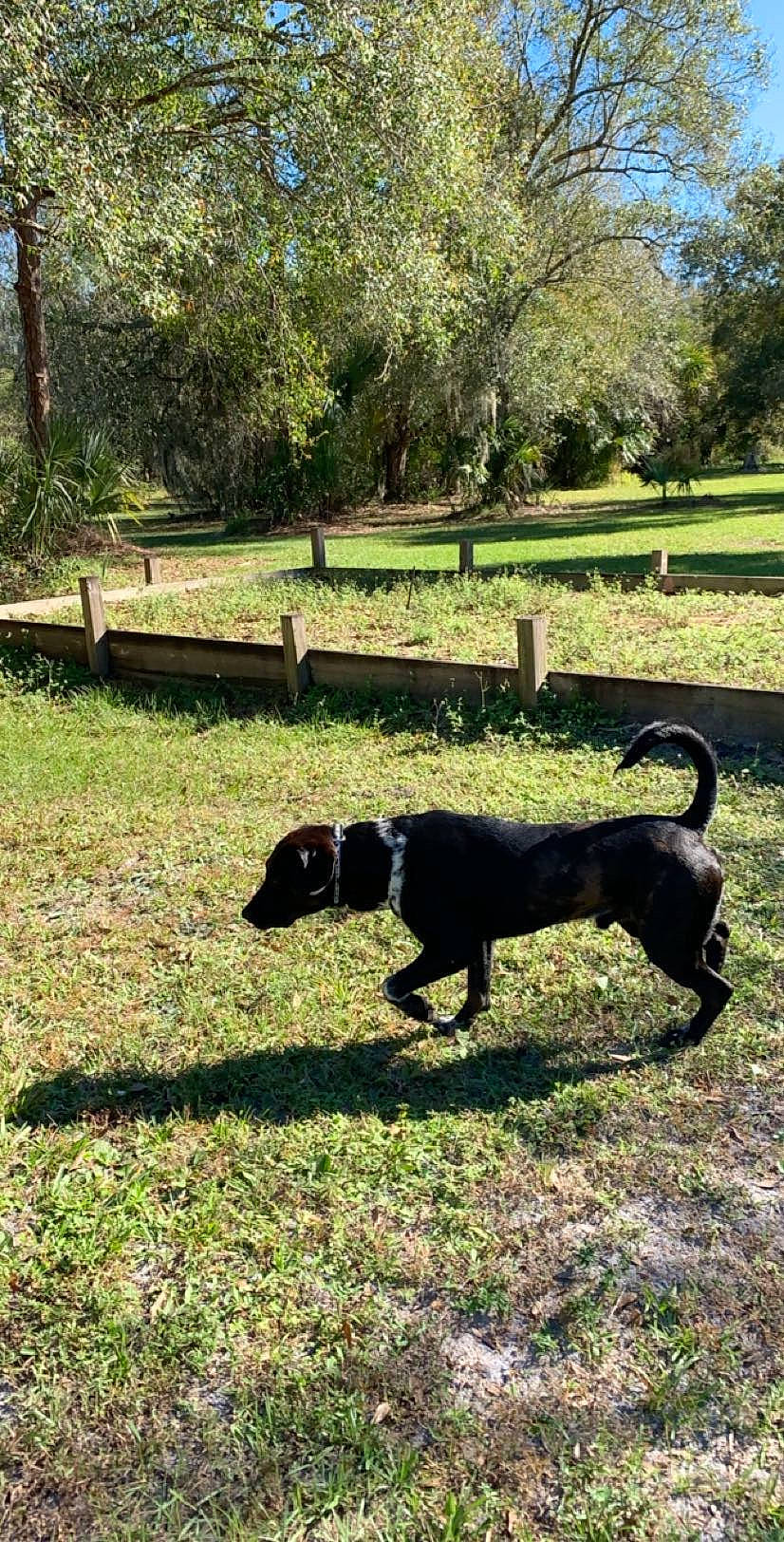 Boone joined the competition — help win amazing prizes! canidae, carnivore, dog, dog_breed, dog_walking, grass, hunting_dog, mammal, patterdale_terrier, pointer, sporting_group, tail, vertebrate
