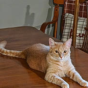 Olivia joined the competition — help win amazing prizes! cat, ginger_cat, table, wooden_table, chair, plaid_cushion, indoor, pet, feline, fur, animal, relaxed, shadow, home, cozy, domestic, resting, cute, whiskers, ears