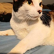 Johana joined the competition — help win amazing prizes! animal, bed, black_and_white, blue_fabric, cat, close_up, curious, cute, domestic_cat, feline, fur, green_eyes, household, indoor, laying_down, pet, portrait, relaxed, soft_light, whiskers