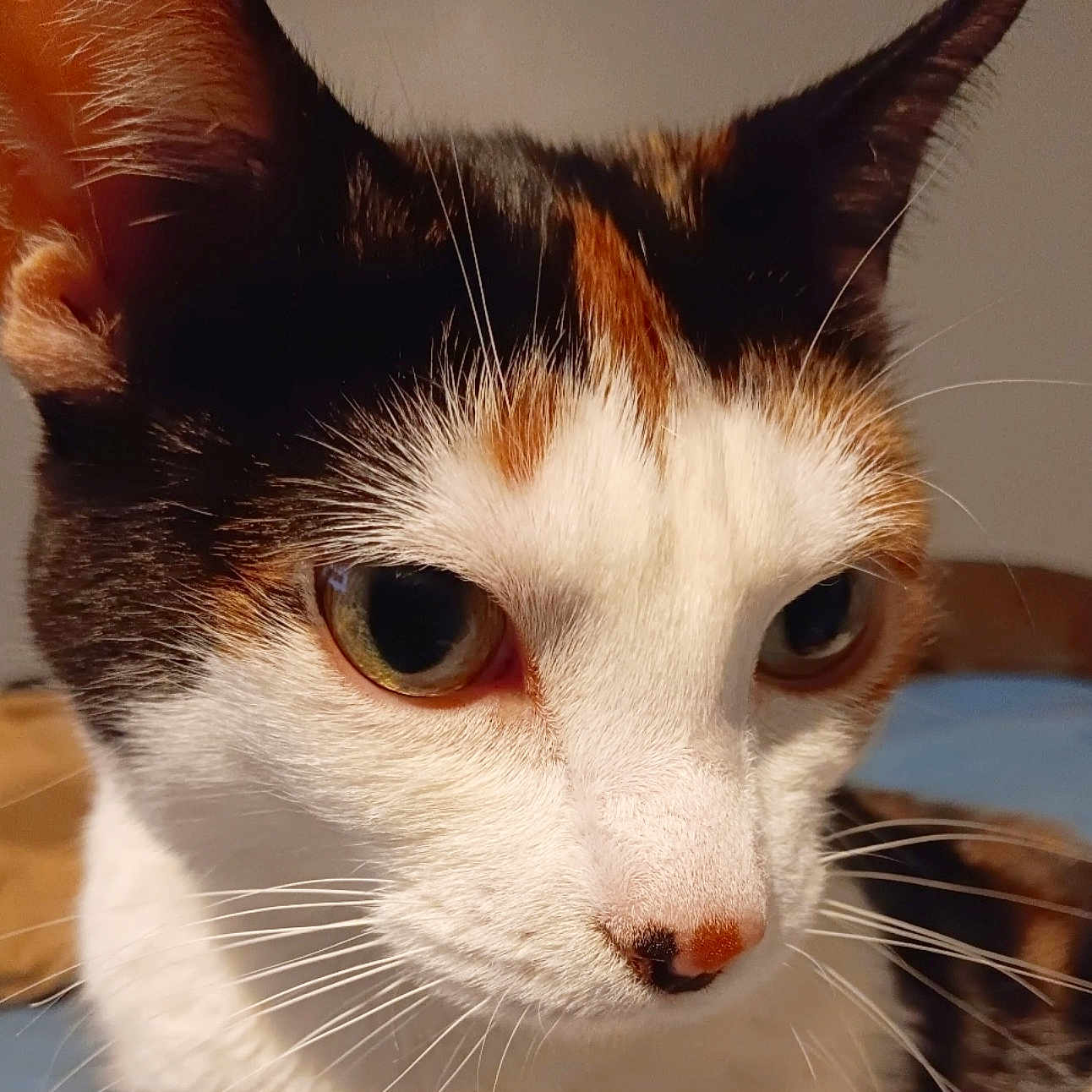 Johana is registered to the contest to win money with this photo: alert, animal, calico, cat, close_up, cute, domestic_cat, ears, eyes, face, feline, fur, indoor, looking_away, mammal, nose, pet, portrait, soft_light, whiskers