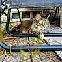 Lassie is registered to the contest to win money with this photo: animal, bucket, cat, close_up, curious, daylight, fur, green_eyes, metal_chair, nature, outdoor, paw, pet, plant, relaxing, resting, rustic, tabby, whiskers, wooden_deck