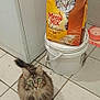 Lassie joined the competition — help win amazing prizes! animal, cat, cat_food_bag, container, curious, domestic, feline, floor, food_package, fur, green_eyes, household, indoor, looking_up, meow_mix, pet, pet_food, tabby_cat, tiled_floor, white_bucket