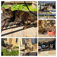 Lassie joined the competition — help win amazing prizes! cat, closeup, concrete, fence, food_bowl, fur, garden, grass, green_eyes, lying_down, nature, outdoor, patio, relaxed, rock, shadows, sitting, sunlight, tabby, vehicle