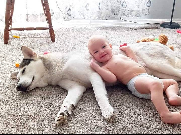 Debo is registered to the contest to win money with this photo: baby, baby_toddler_clothing, barechested, carnivore, child, comfort, companion_dog, dog, dog_breed, fawn, flooring, foot, fun, head, human_leg, leg, tail, thigh, toddler, white