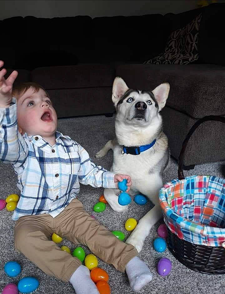 Debo is registered to the contest to win money with this photo: balloon, canidae, carnivore, companion_dog, couch, dog, dog_breed, dog_supply, event, fawn, felidae, pattern, plaid, snout, sporting_group, stuffed_toy, tail, toddler, toy, toy_dog