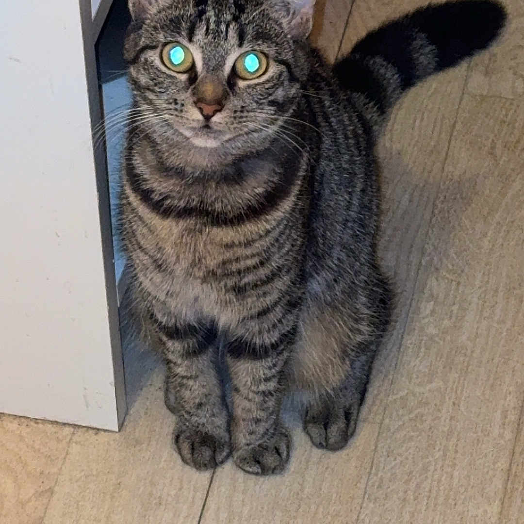 Athéna a rejoint le concours — aidez-le/la à gagner de superbes lots ! abyssinian, animal, cat, door, egyptiancat, hardwood, indoors, kitten, manx, pet, plywood, wood