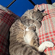 Max joined the competition — help win amazing prizes! animal, blanket, cat, claw, comfort, cozy, cute, feline, fur, gray_tabby, indoor, nap, paw, pet, plaid, relaxed, resting, sleeping, sunlight, whiskers