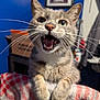 Max joined the competition — help win amazing prizes! animal, blanket, cat, close_up, cute, ears, expression, feline, fur, green_eyes, indoor, mouth_open, nose, paws, pet, playful, portrait, striped, tabby, whiskers