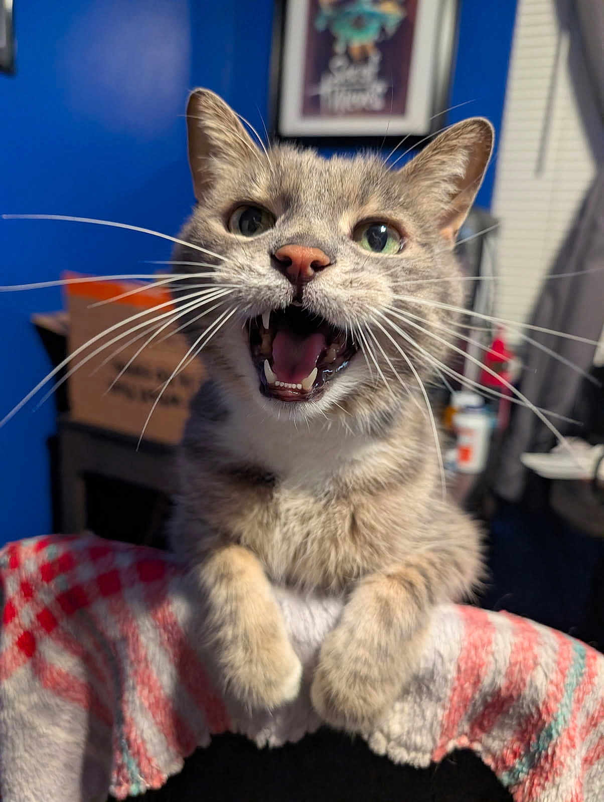 Max joined the competition — help win amazing prizes! animal, blanket, cat, close_up, cute, ears, expression, feline, fur, green_eyes, indoor, mouth_open, nose, paws, pet, playful, portrait, striped, tabby, whiskers
