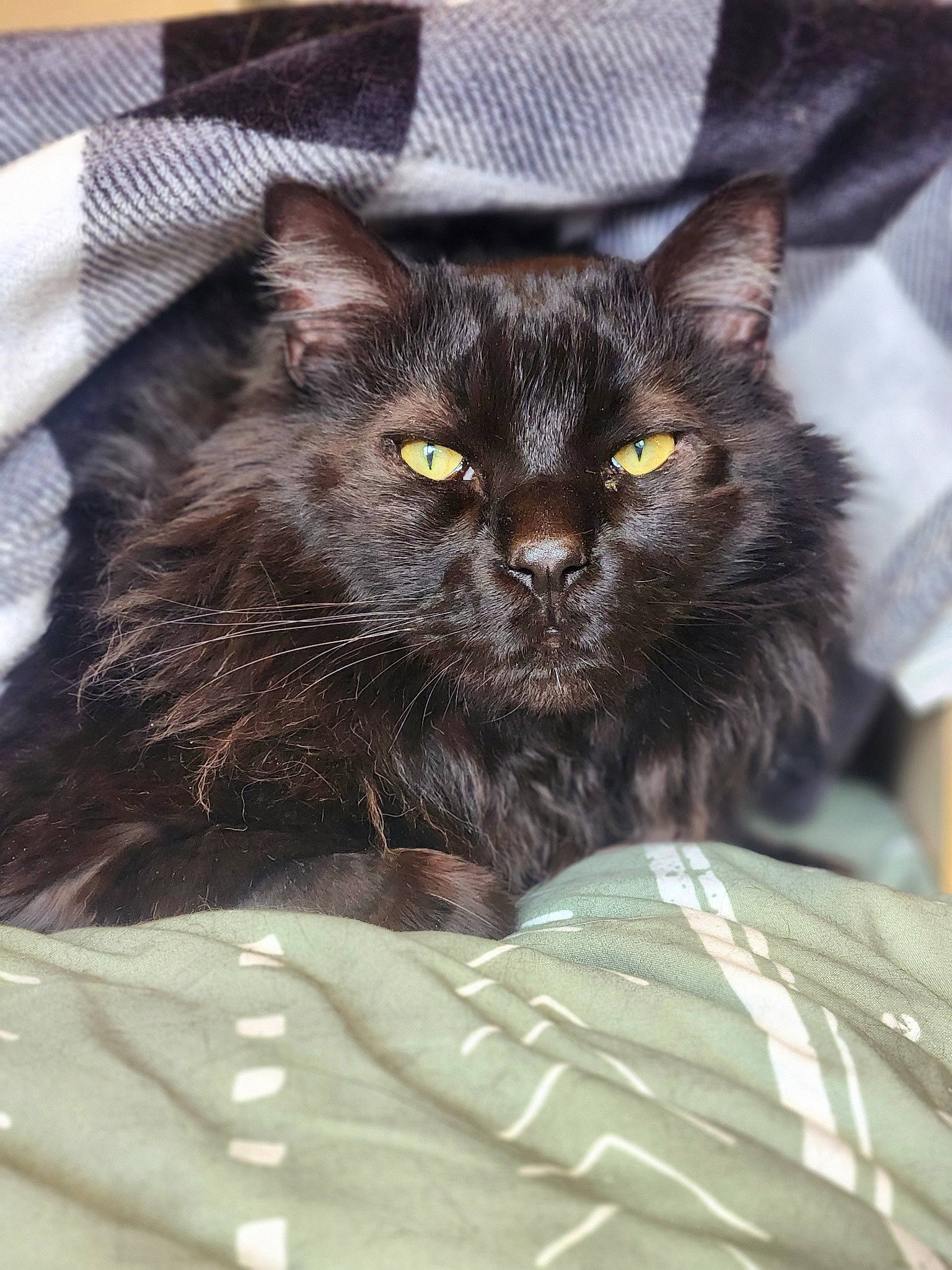 Onyx is registered to the contest to win money with this photo: bed, black_cat, bombay, carnivore, cat, cat_supply, claw, comfort, domestic_short_haired_cat, fawn, felidae, fur, grey, small_to_medium_sized_cats, snout, tail, terrestrial_animal, whiskers