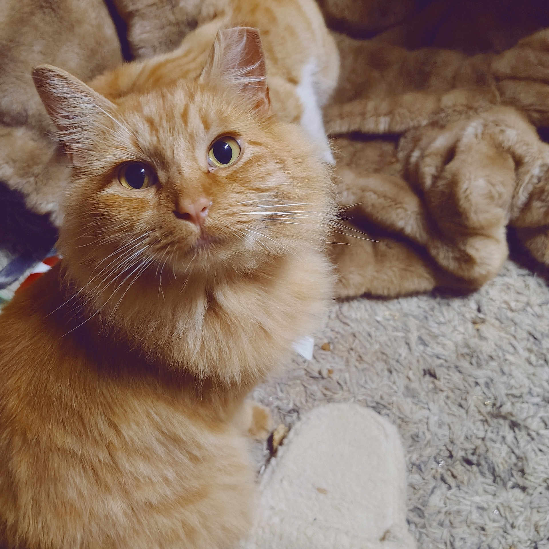 Thrasher is registered to the contest to win money with this photo: animal, blanket, carpet, cat, closeup, cozy, curious_eyes, cute, domestic_animal, feline, fluffy, fur, indoor, looking_up, orange_cat, pet, sitting, soft_texture, warm_lighting, whiskers