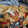animal, blanket, cat, cats, closeup, colorful_blanket, cozy, cute, fur, indoor, orange_cat, patterned_blanket, paws, pets, relaxation, resting, sleeping, snuggling, soft, white_cat