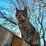 alone, animal, autumn, calm, cat, closeup, daylight, fence, fur, leaves, looking, mammal, nature, outdoor, pet, sitting, sky, tabby, tree, whiskers