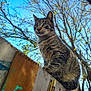 animal, blue_sky, branch, cat, closeup, daylight, ears, eyes, fence, fur, looking, nature, outdoor, pet, sitting, sky, tabby_cat, tree, whiskers, wood