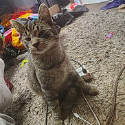 Nubz is registered to the contest to win money with this photo: animal, cables, carpet, cat, close_up, cords, curious, domestic_cat, ears, electronics, feline, floor, indoor, messy_room, pet, plug, striped, tabby_cat, whiskers, young_cat