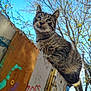 animal, background_blur, branches, cat, closeup, curious, daylight, ears, fence, fur, graffiti, looking_up, nature, outdoor, perched, pet, sky, tabby_cat, tree, whiskers