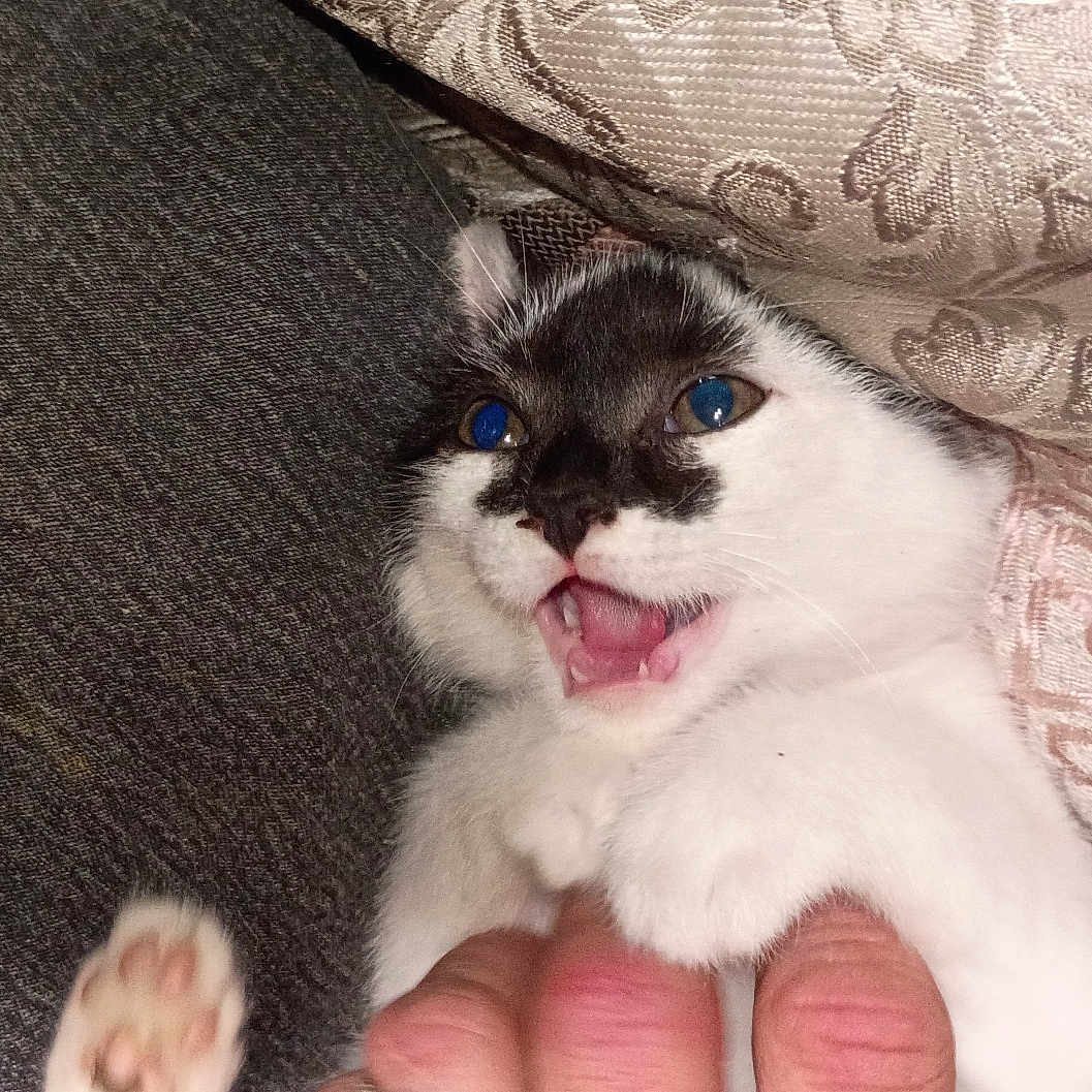 Minxie is registered to the contest to win money with this photo: kitten, cat, black_and_white, meowing, playful, fur, paw, hand, fabric, textile, pattern, cozy, indoor, pet, animal, cute, closeup, small, young, whiskers
