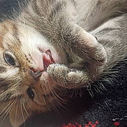 Monty joined the competition — help win amazing prizes! adorable, animal, blanket, cat, closeup, cozy, cute, fluffy, fur, indoor, kitten, muzzle, paw, pet, relaxed, resting, sleeping, small, whiskers, young