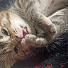 adorable, animal, blanket, cat, closeup, cozy, cute, fluffy, fur, indoor, kitten, muzzle, paw, pet, relaxed, resting, sleeping, small, whiskers, young