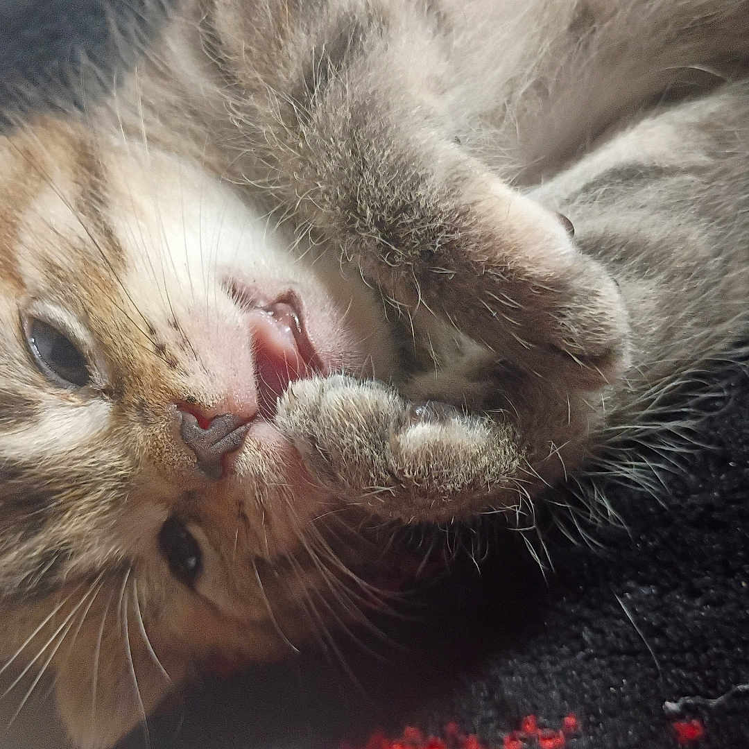 Monty