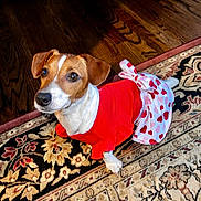 Dolly is registered to the contest to win money with this photo: dog, jack_russell, pet, costume, dress, heart_pattern, bow, red, white, cute, eyes, paws, ears, looking_up, rug, hardwood_floor, indoors, flooring, portrait, adorable