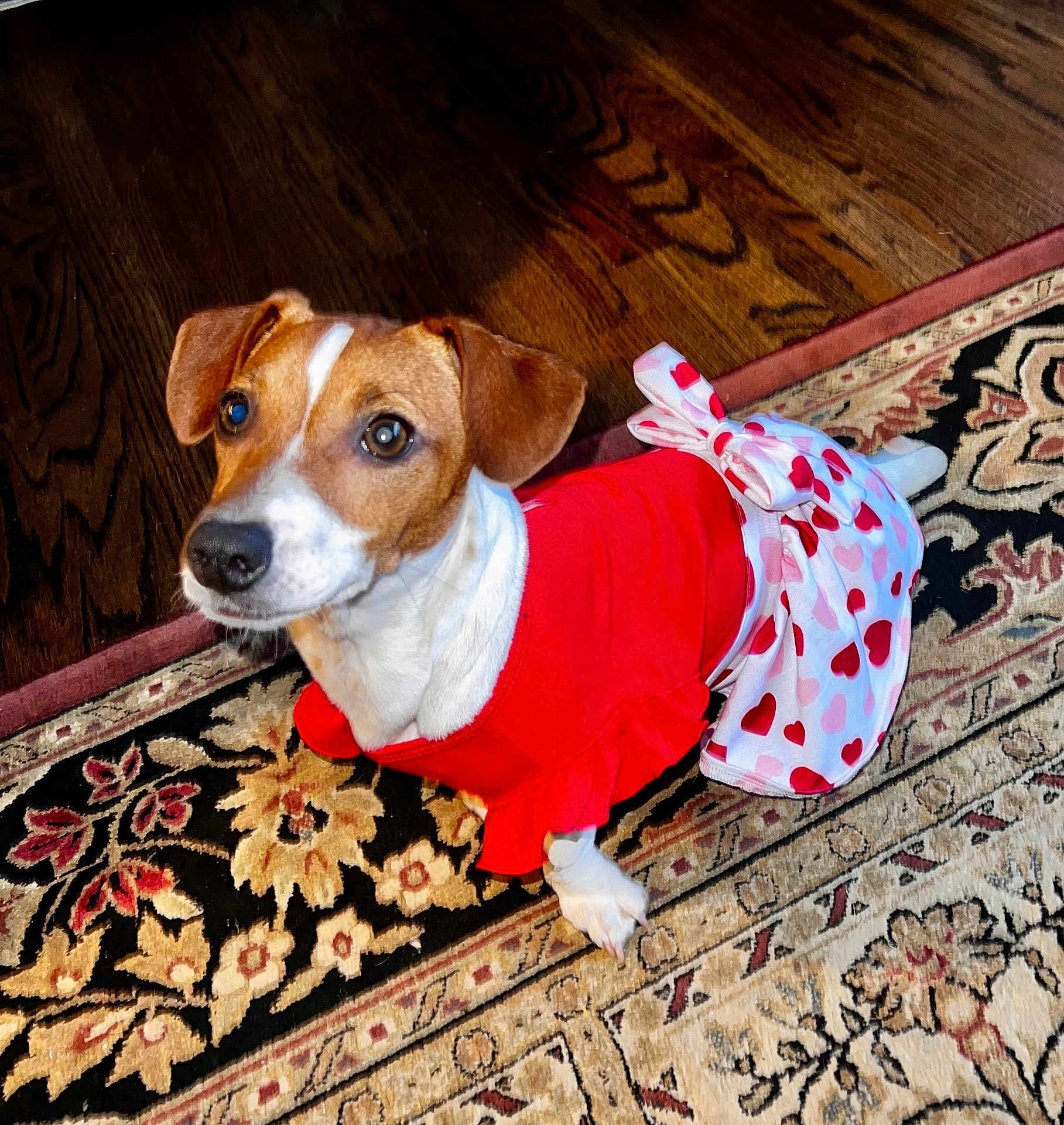 Dolly is registered to the contest to win money with this photo: dog, jack_russell, pet, costume, dress, heart_pattern, bow, red, white, cute, eyes, paws, ears, looking_up, rug, hardwood_floor, indoors, flooring, portrait, adorable