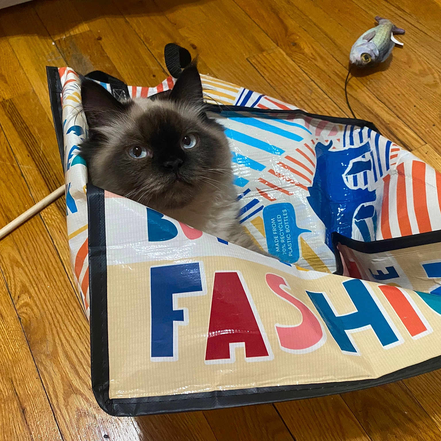 Gordo joined the competition — help win amazing prizes! carnivore, cat, cat_supply, electric_blue, felidae, flooring, font, fur, hardwood, laminate_flooring, pet_supply, rectangle, siamese, small_to_medium_sized_cats, tail, varnish, whiskers, wood, wood_flooring, wood_stain