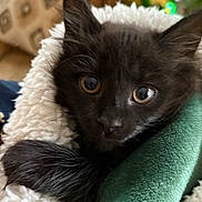 Bougie is registered to the contest to win money with this photo: animal, black_cat, blanket, close_up, cozy, curious, cute, domestic, ears, feline, fur, indoor, kitten, paw, pet, plush_toy, snuggled, soft_texture, whiskers, young