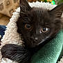animal, black_cat, blanket, close_up, cozy, curious, cute, domestic, ears, feline, fur, indoor, kitten, paw, pet, plush_toy, snuggled, soft_texture, whiskers, young