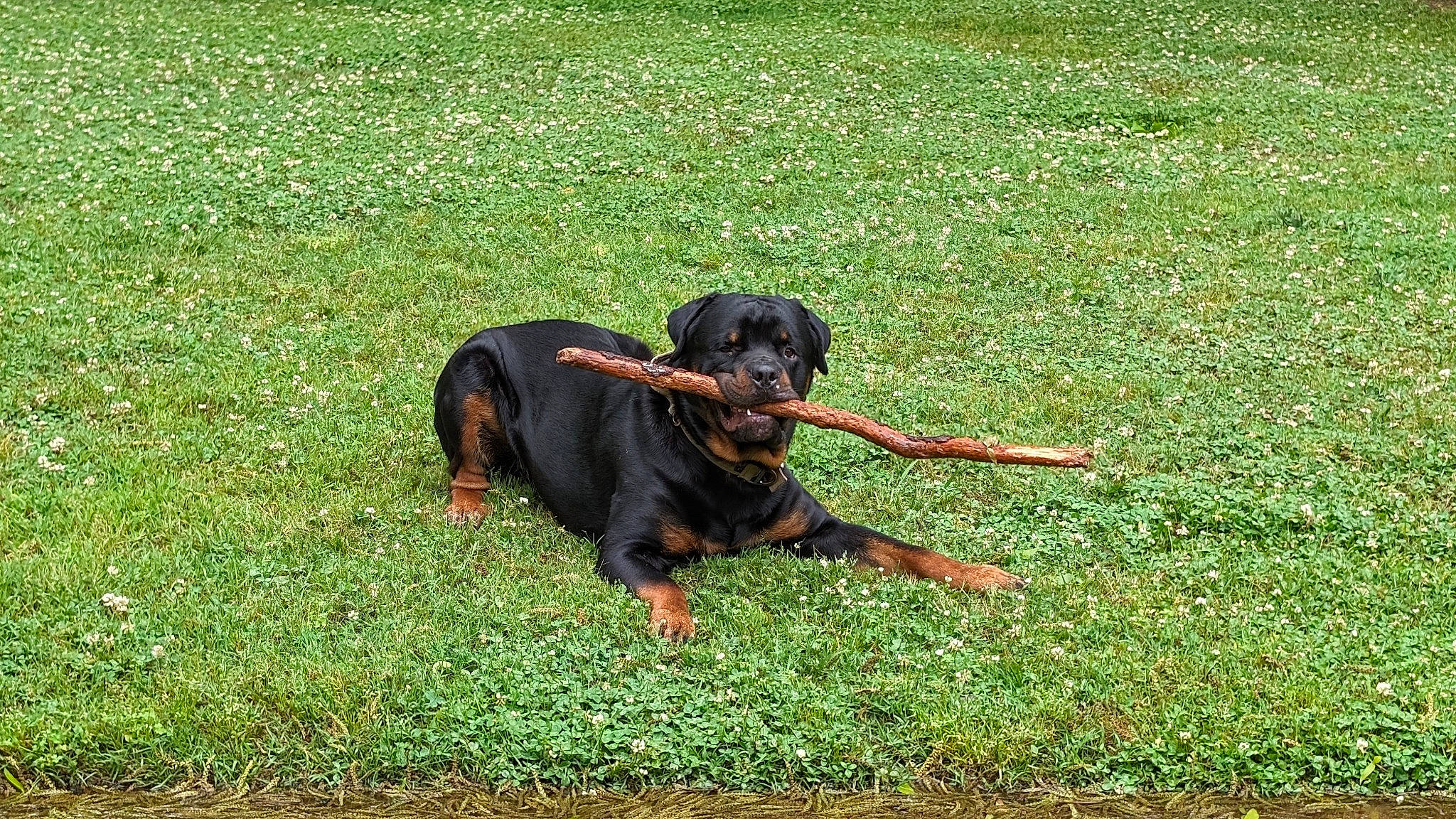 Bocephus joined the competition — help win amazing prizes! canidae, carnivore, companion_dog, dog, dog_breed, grass, grass_family, grassland, groundcover, guard_dog, hound, hunting_dog, lawn, montenegrin_mountain_hound, pinscher, tail, terrestrial_animal, working_animal, working_dog