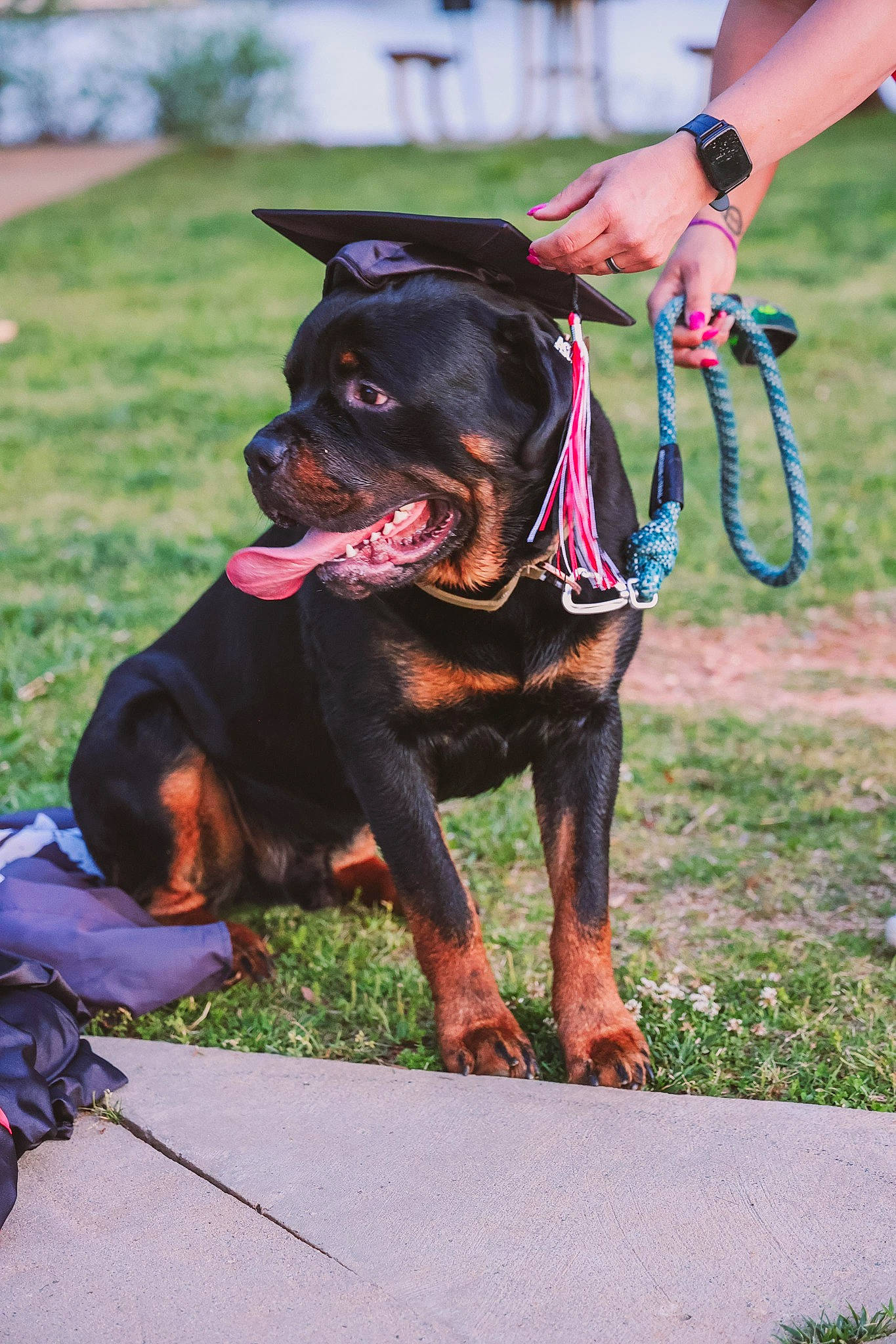 Bocephus joined the competition — help win amazing prizes! canidae, carnivore, collar, companion_dog, dog, dog_breed, dog_collar, dog_supply, fashion_accessory, grass, guard_dog, hunting_dog, leash, rottweiler, snout, sporting_group, tradition, watch, working_animal, working_dog
