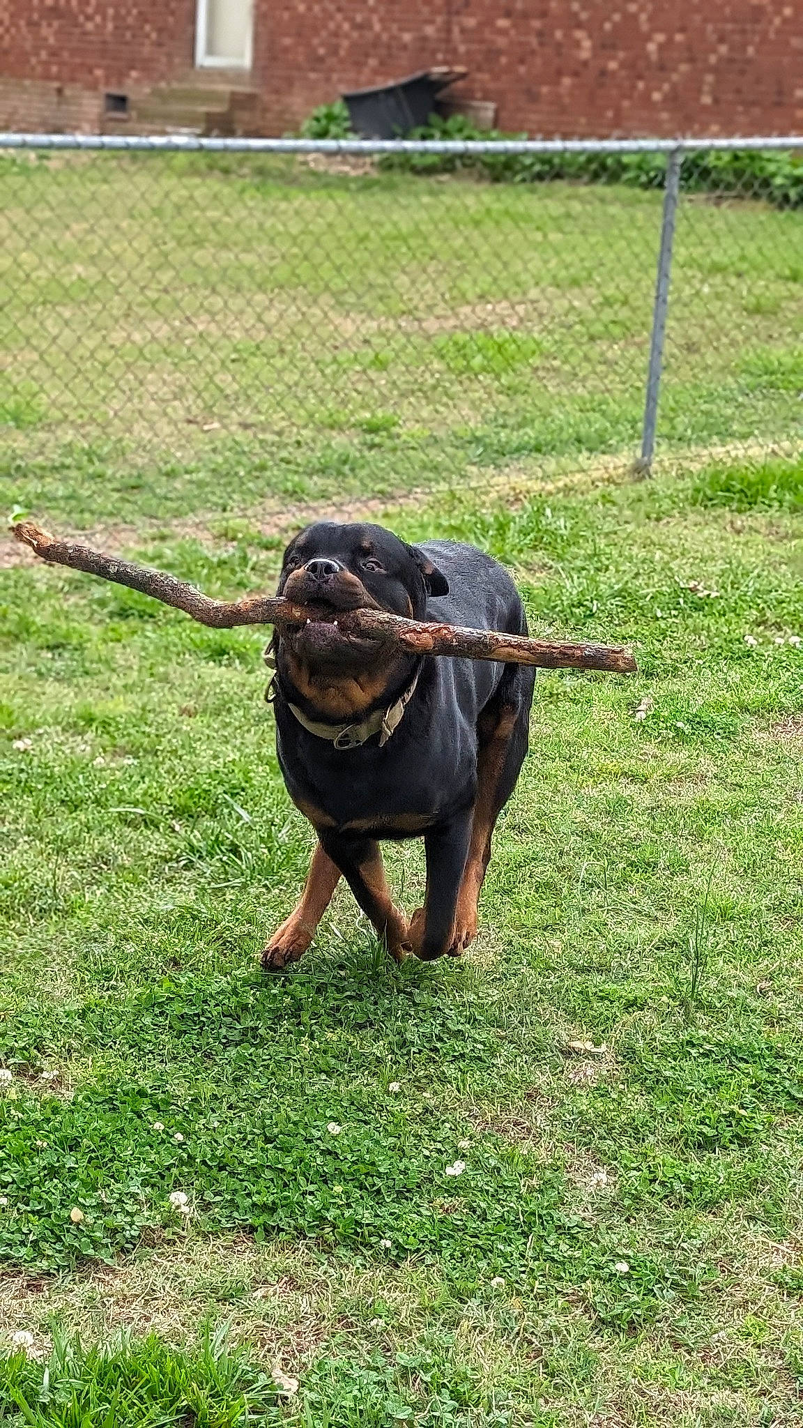 Bocephus joined the competition — help win amazing prizes! carnivore, collar, dog, dog_breed, dog_supply, fashion_accessory, fence, grass, grassland, guard_dog, liver, pet_supply, snout, sporting_group, tail, terrestrial_animal, tire, wheel, working_animal, working_dog