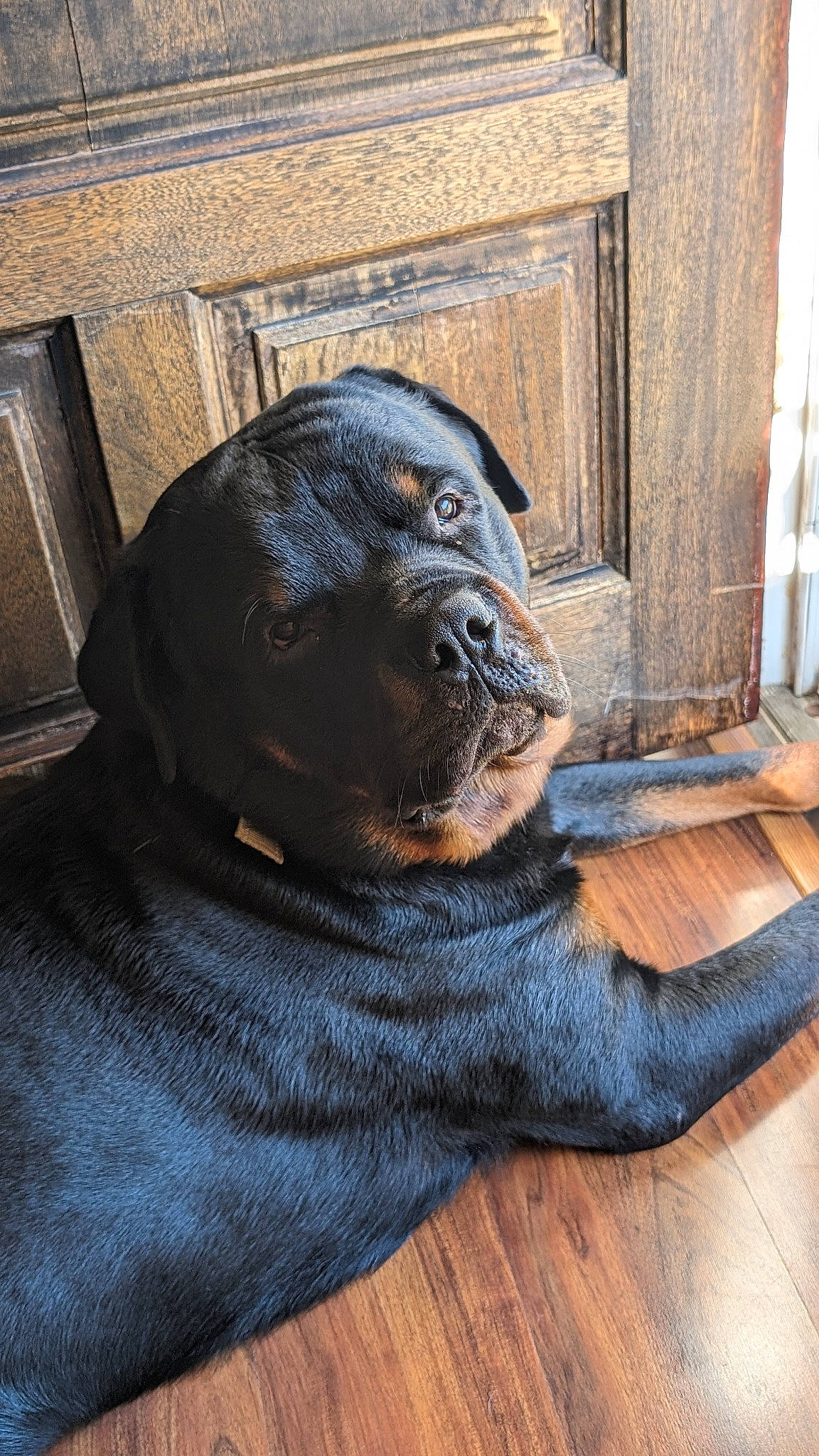 Bocephus joined the competition — help win amazing prizes! art, canidae, carnivore, comfort, companion_dog, dog, dog_breed, eye, fawn, fur, head, liver, sculpture, snout, sporting_group, terrestrial_animal, wildlife, wood, working_animal, wrinkle