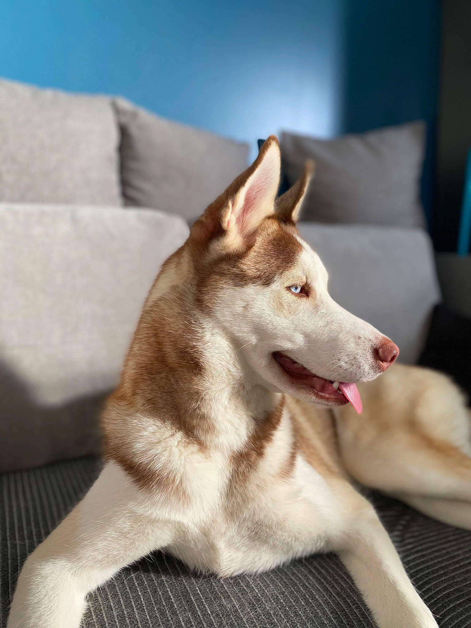 Tiana participe au concours pour gagner de l'argent avec cette photo : ancient_dog_breeds, canidae, carnivore, collar, comfort, companion_dog, couch, dog, dog_breed, fawn, flooring, fur, paw, sporting_group, tail, terrestrial_animal, whiskers, wood, working_animal, working_dog