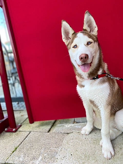 Tiana participe au concours pour gagner de l'argent avec cette photo : art, canidae, carnivore, collar, companion_dog, dog, dog_breed, dog_collar, door, flooring, foot, fur, paw, road_surface, sled_dog, snout, sporting_group, tail, working_animal, working_dog