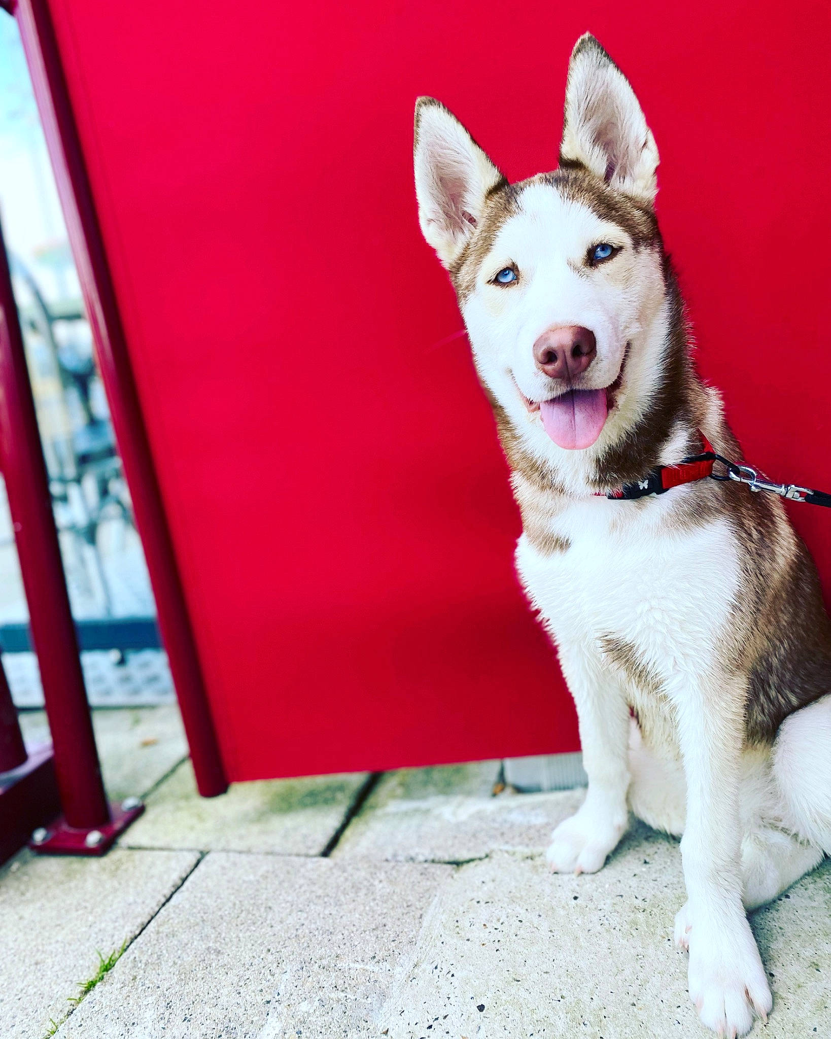 Tiana participe au concours pour gagner de l'argent avec cette photo : canidae, carnivore, collar, companion_dog, dog, dog_breed, dog_collar, door, flooring, foot, fur, paw, pet_supply, siberian_husky, sled_dog, snout, sporting_group, tail, working_animal, working_dog