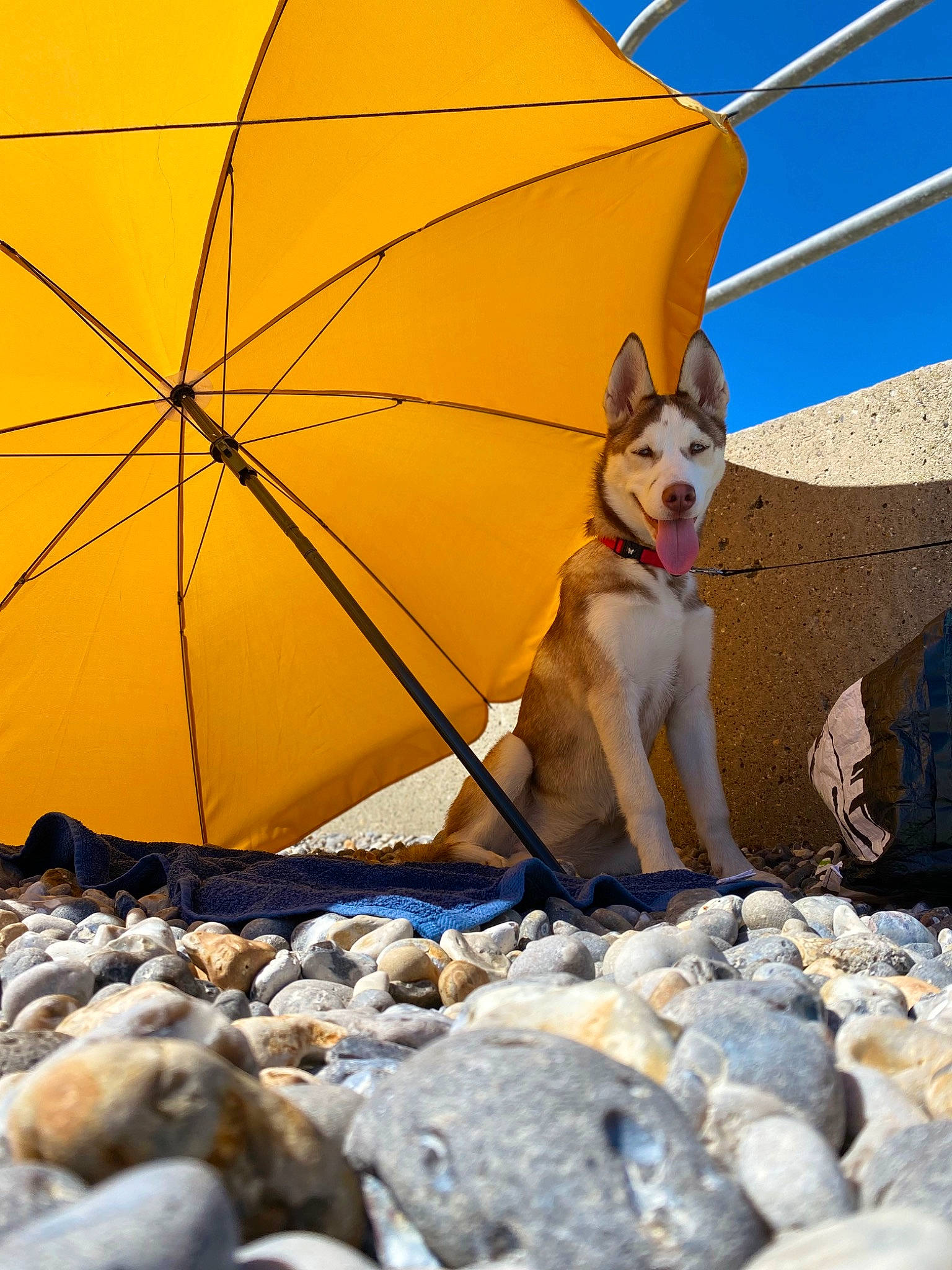 Tiana participe au concours pour gagner de l'argent avec cette photo : adventure, carnivore, companion_dog, dog, dog_breed, eyewear, fashion_accessory, fawn, leg, leisure, recreation, sand, shade, sky, sporting_group, sunglasses, travel, tree, umbrella, wheel