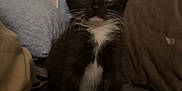 Cookie Jo is registered to the contest to win money with this photo: kitten, cat, tuxedo_cat, indoor, bed, pillow, curious, pet, animal, feline, whiskers, black_and_white, cute, small, young, domestic, cozy, sitting, eyes, fur