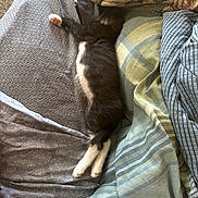 Cookie Jo is registered to the contest to win money with this photo: cat, black_and_white, sleeping, bed, blanket, pillow, stretching, cozy, indoor, feline, pet, resting, fur, comfort, domestic, animal, cute, soft, relaxed, home