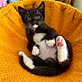 kitten, cat, black_and_white, tuxedo_cat, paw, pink_paw, fur, whiskers, pet, cute, indoor, cozy, bed, orange_bed, relaxing, animal, young, small, feline, resting
