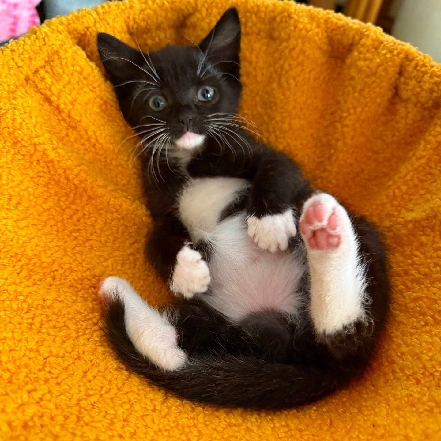 Cookie Jo is registered to the contest to win money with this photo: animal, bed, black_and_white, cat, cozy, cute, feline, fur, indoor, kitten, orange_bed, paw, pet, pink_paw, relaxing, resting, small, tuxedo_cat, whiskers, young
