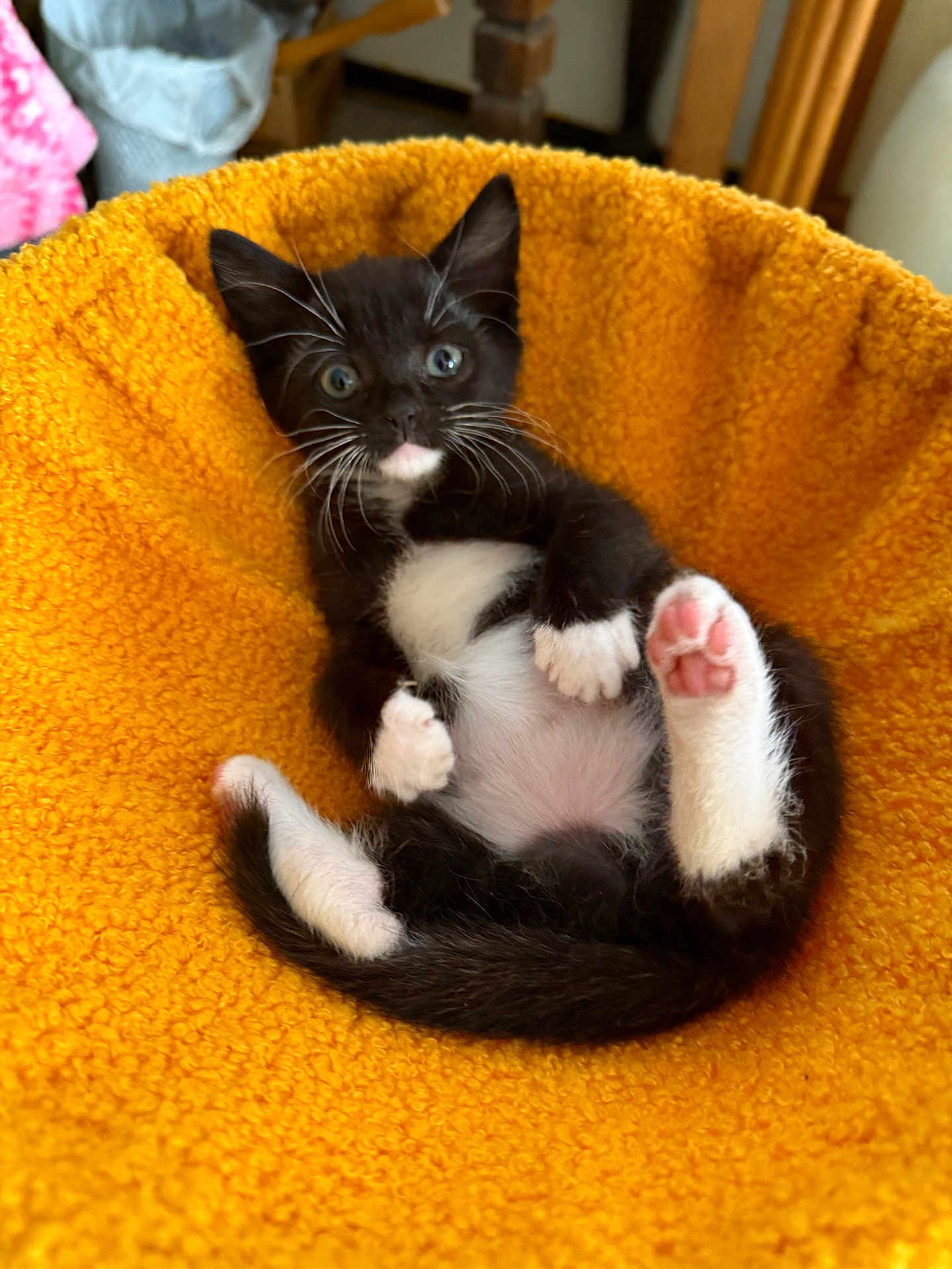 Cookie Jo is registered to the contest to win money with this photo: kitten, cat, black_and_white, tuxedo_cat, paw, pink_paw, fur, whiskers, pet, cute, indoor, cozy, bed, orange_bed, relaxing, animal, young, small, feline, resting