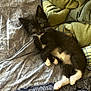 Cookie Jo is registered to the contest to win money with this photo: kitten, black_and_white, cat, pet, lying_down, bedspread, blanket, pattern, cozy, indoor, fur, whiskers, cute, small_paws, relaxed, looking_at_camera, animal, young, domestic, resting
