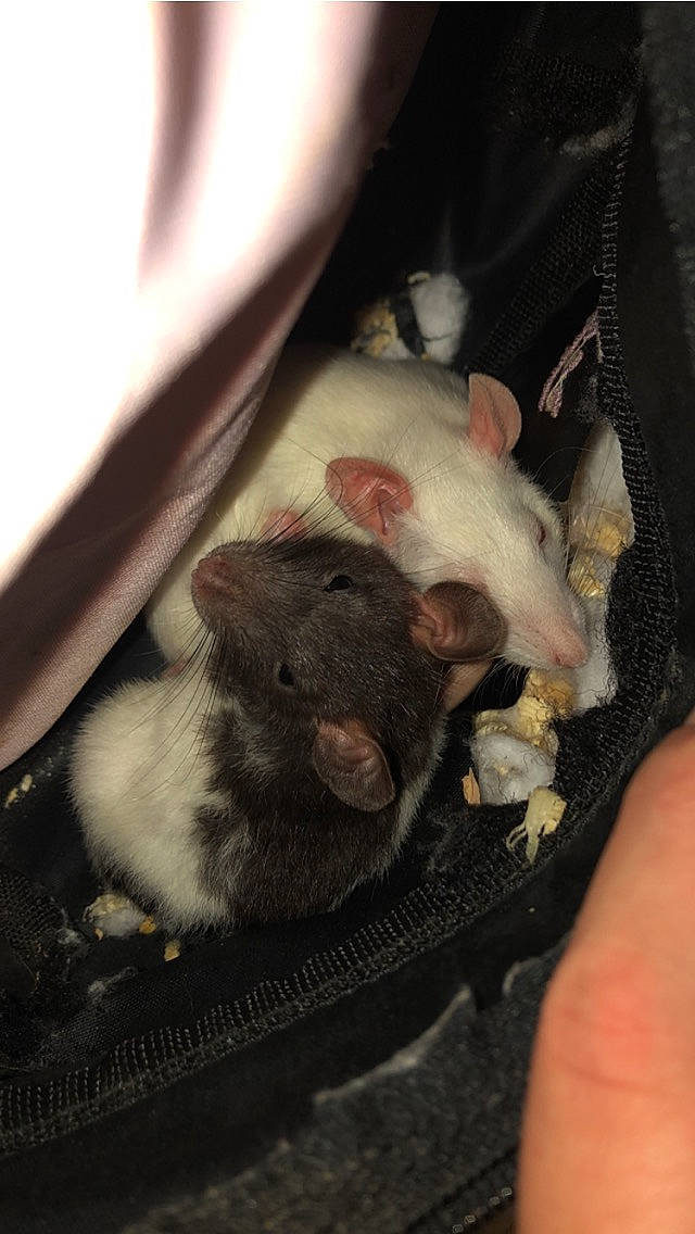 Pepette a rejoint le concours — aidez-le/la à gagner de superbes lots ! chinchilla, fawn, gerbil, hamster, leg, mouse, muridae, muroidea, pest, rat, rodent, snout, whiskers