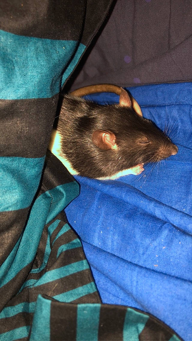 Pepette participe au concours pour gagner de l'argent avec cette photo : common_opossum, ferret, marsupial, muridae, mustelidae, possum, rat, whiskers