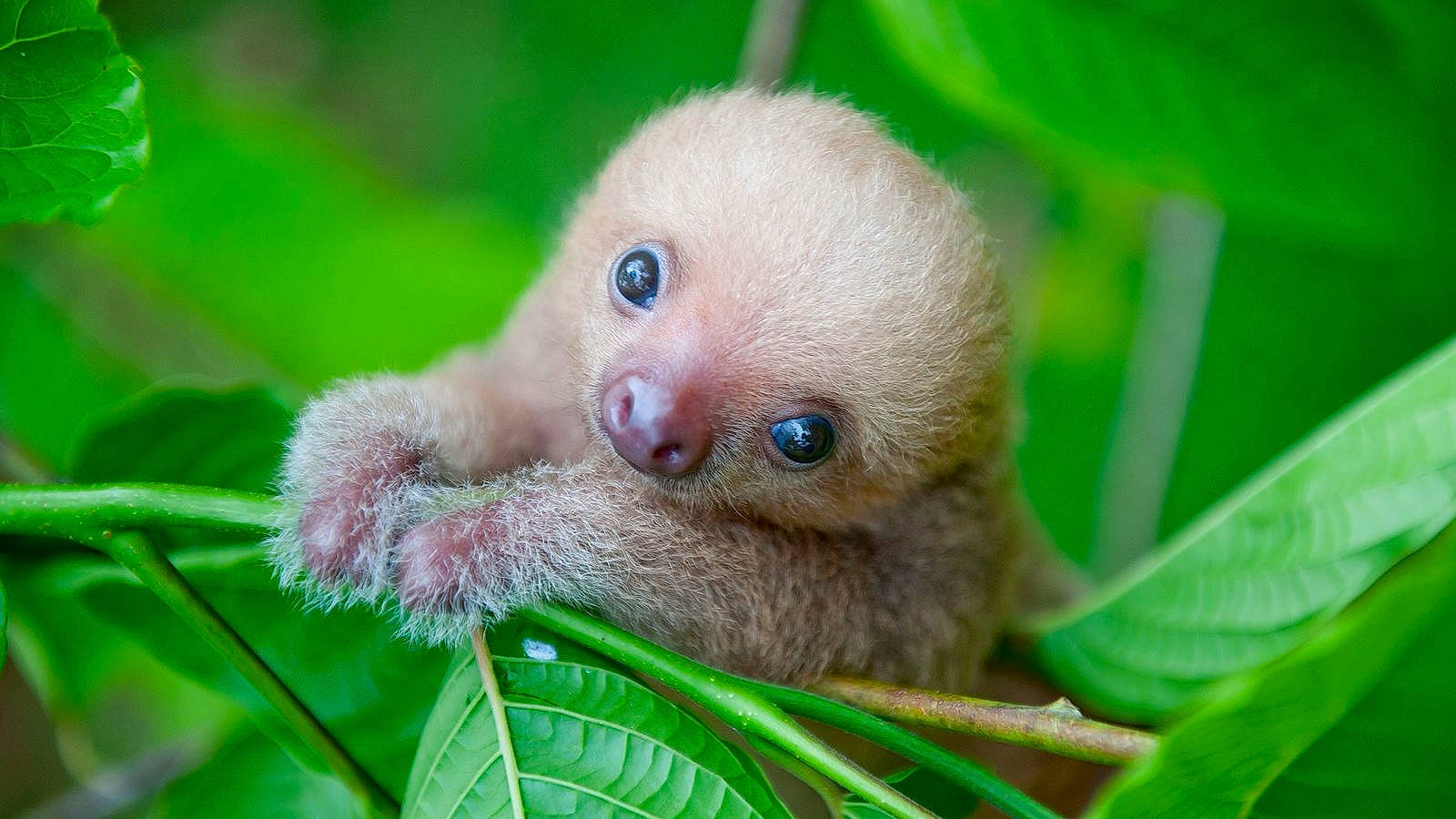 Arthur participe au concours pour gagner de l'argent avec cette photo : close_up, eye, eyelash, fawn, flowering_plant, fur, grass, macro_photography, nail, photo_caption, plant, primate, sloth, snout, terrestrial_animal, terrestrial_plant, two_toed_sloth, whiskers, wildlife