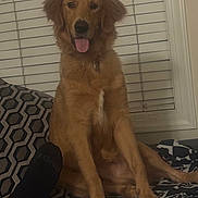 Jaxson is registered to the contest to win money with this photo: dog, golden_retriever, pet, animal, sitting, portrait, tongue_out, floppy_ears, long_hair, brown_fur, indoors, living_room, window, blinds, couch, blanket, patterned_fabric, collar, happy, front_view